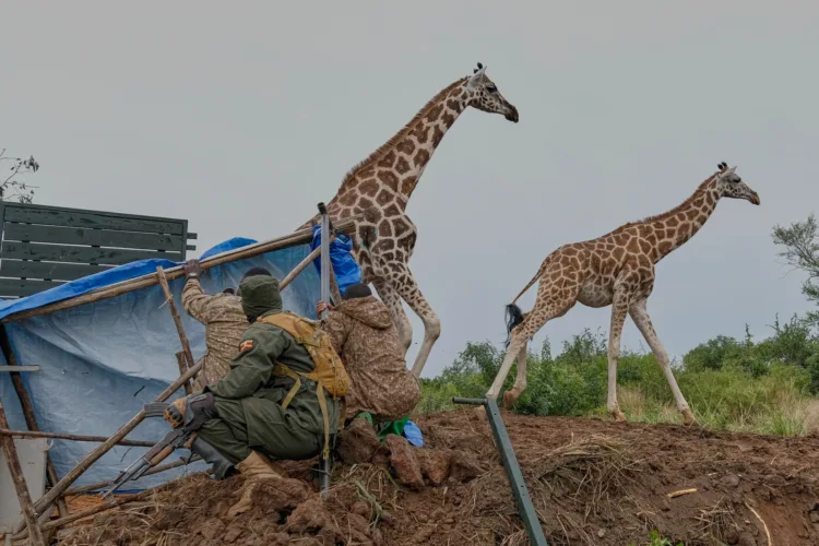 Giraffes given a new home in Uganda to  escape oil drilling in the country’s largest park